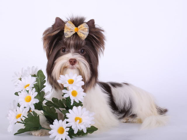 Букет ромашек для бивер йорк