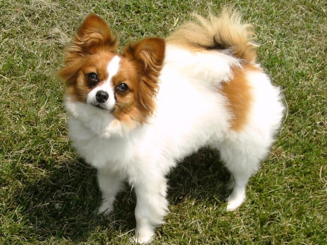 Бело коричневый папильон