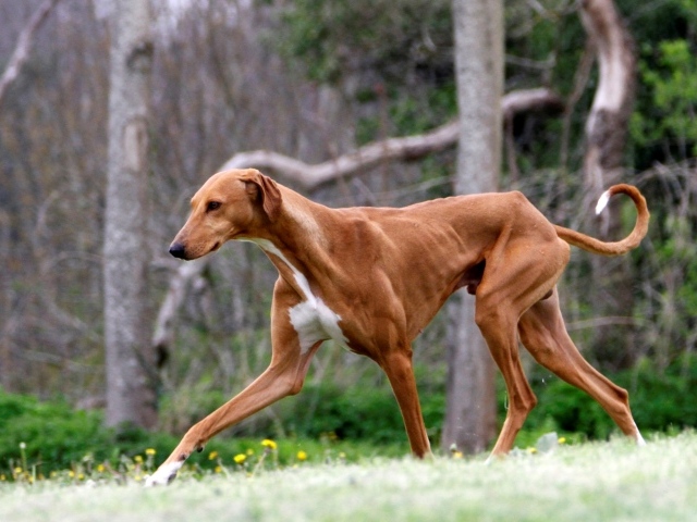 Коричневый худой азавак