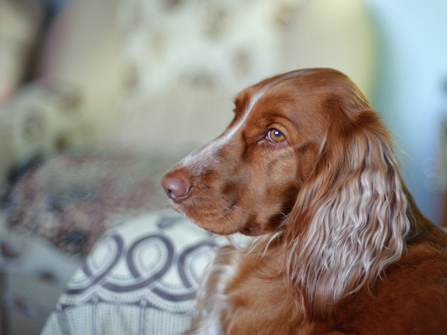 Коричневый спаниель смотрит вдаль