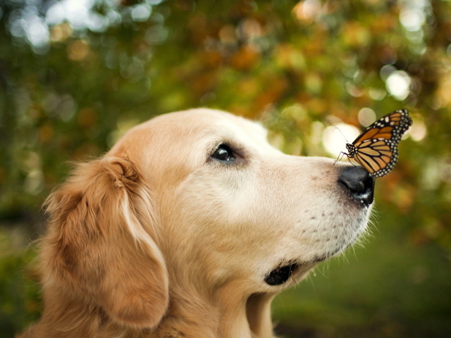 Бабочка на носу собаки