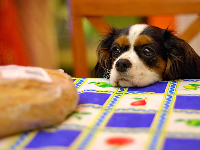 Кавалер кинг чарльз спаниель у стола
