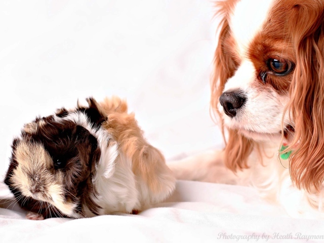 Кавалер кинг чарльз спаниель смотрит на хомячка