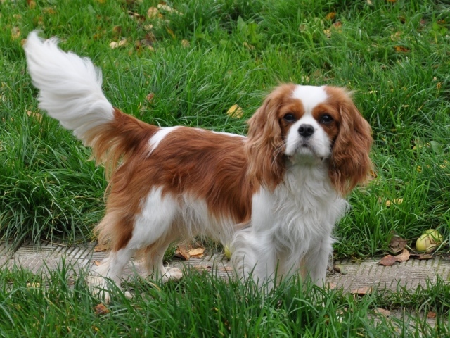 Кавалер кинг чарльз спаниель
