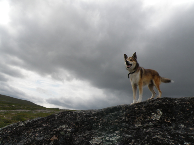 Веселый норвежский лундехунд