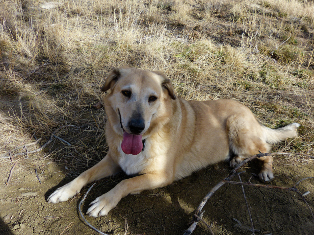 Веселая собака чинук