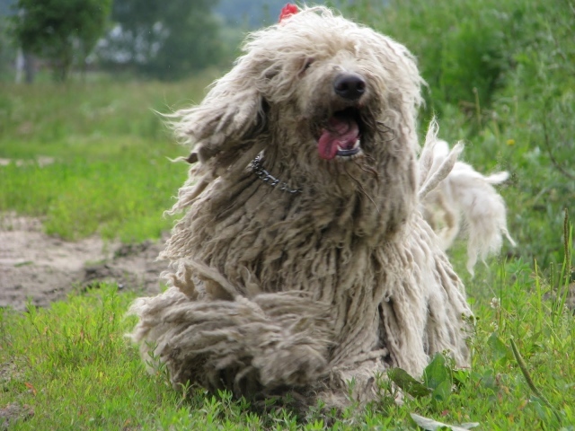 Веселый пес комондор