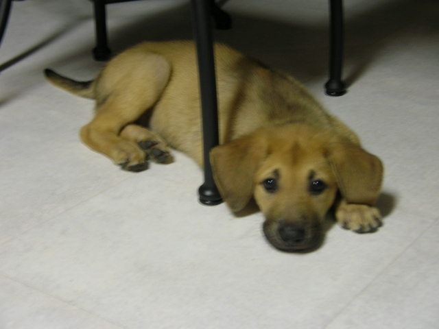 Щенок чинук на полу