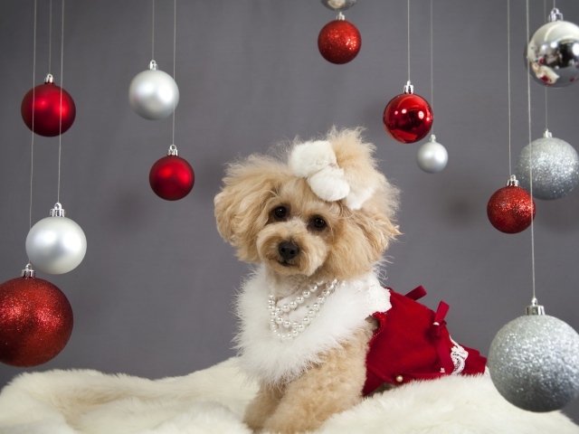 Новогодний пес пудель