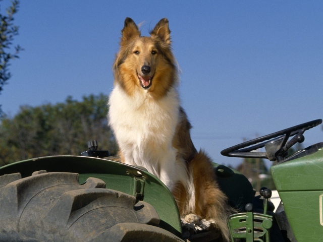 Собака колли на тракторе