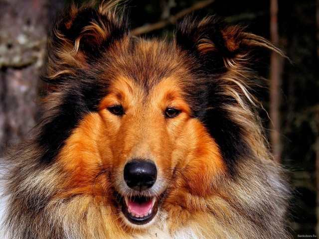 Собака колли улыбается