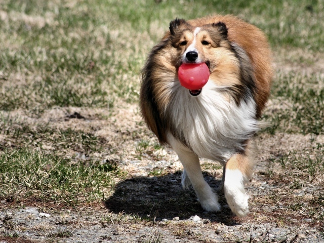 Колли играет с шариком