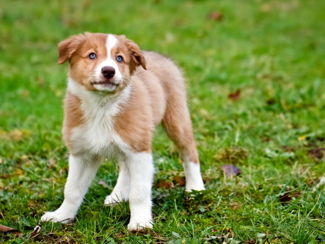 Щенок породы колли