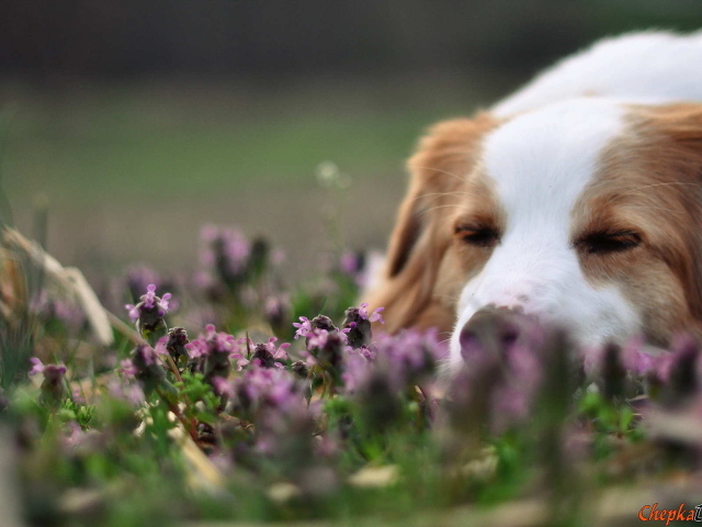Колли спит в цветах