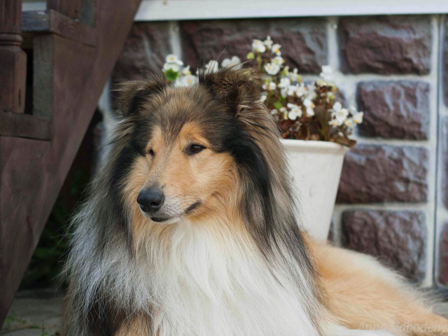 Колли с красивой прической