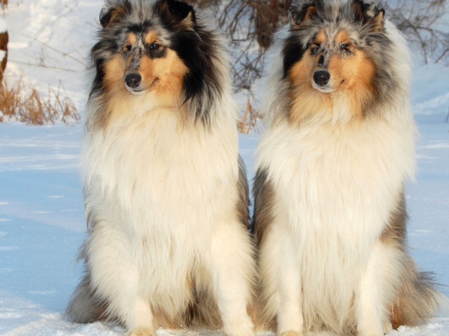 Пара колли на снегу