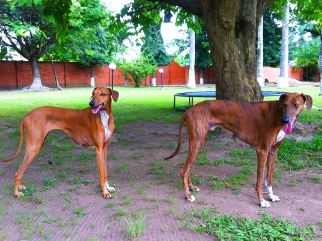 Пара собак азавак