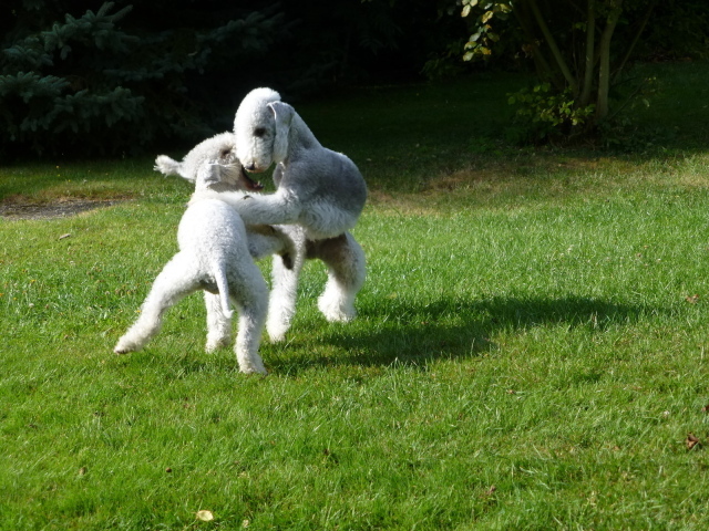 Пара собак бедлингтон терьер играют на лужайке