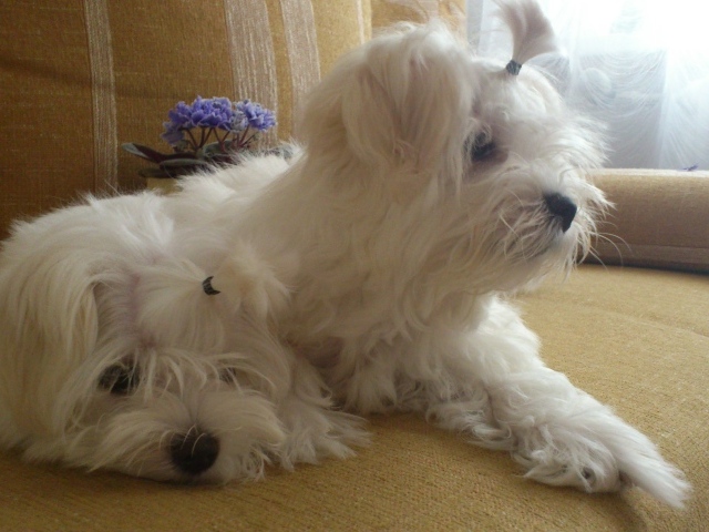 Пара болонок на диване