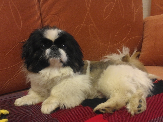 Милый пекинес на диване