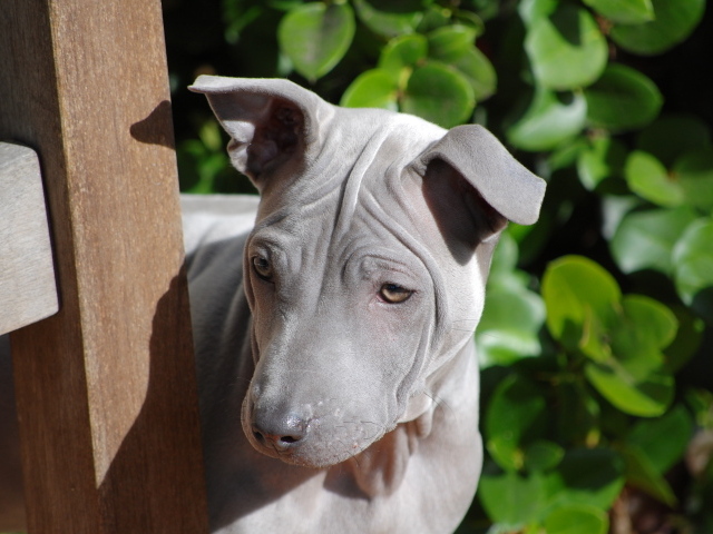 Симпатичный тайский риджбек