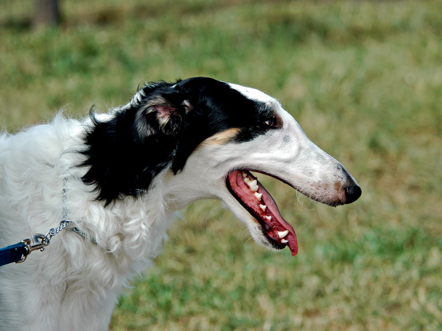 Милая борзая собака