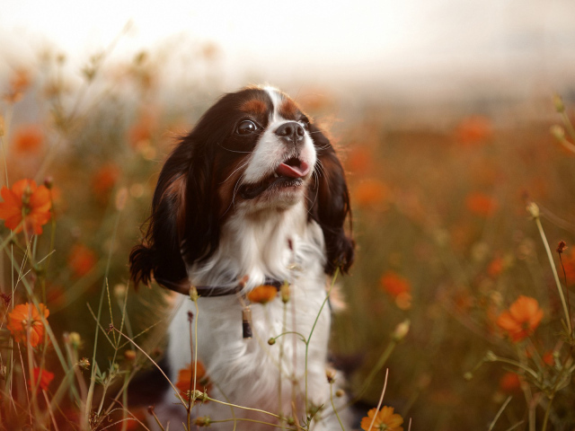 Милый спаниель среди цветов