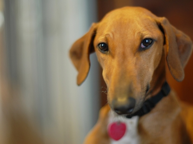 Милашка собака азавак