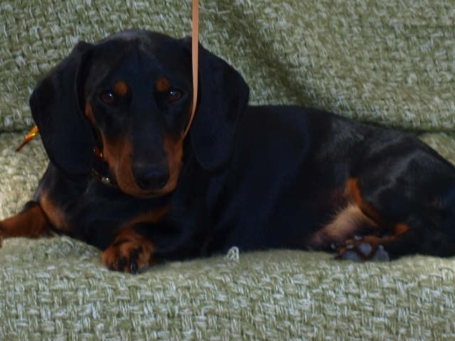 Собака такса на диване