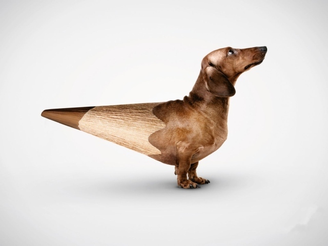 Собака такса карандаш