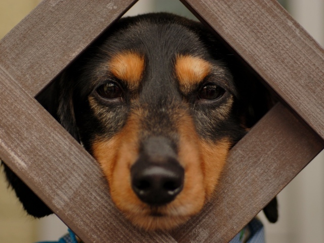 Такса смотрит сквозь прутья