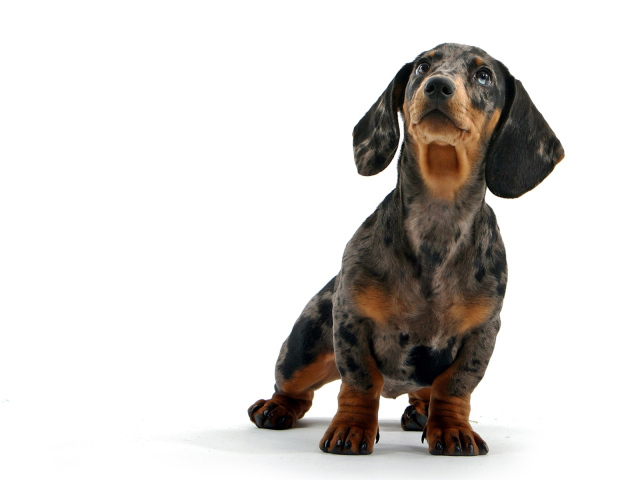 Такса смотрит вверх