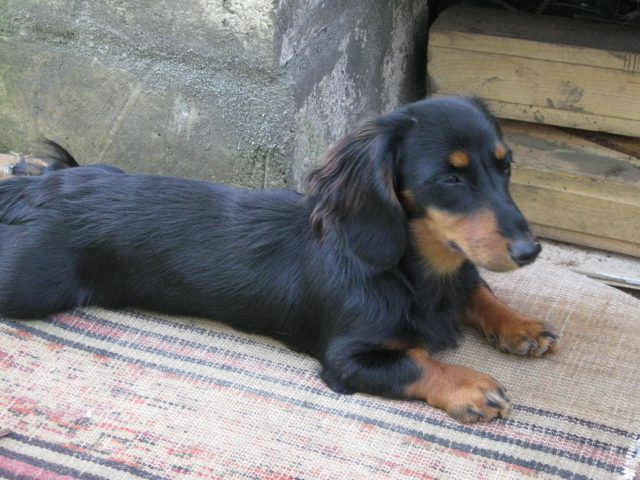 Такса лежит на подстилке