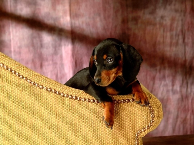 Такса сидит на кресле