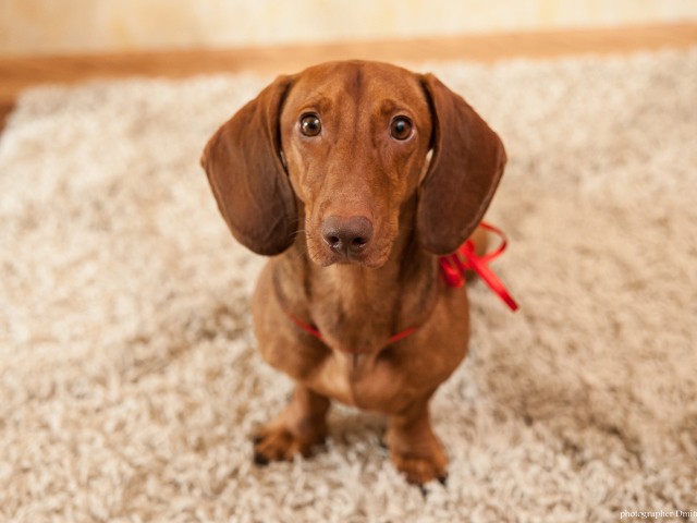 Провинившаяся такса на ковре