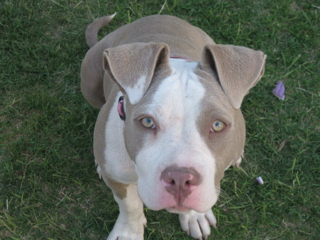 Преданный взгляд американского стаффордширского терьера