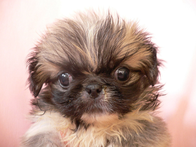 Взлохмаченный малыш пекинес