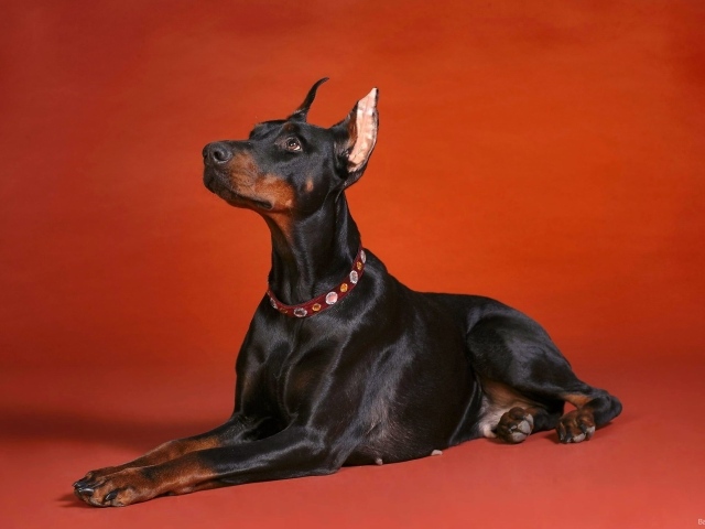 Доберман смотрит вверх