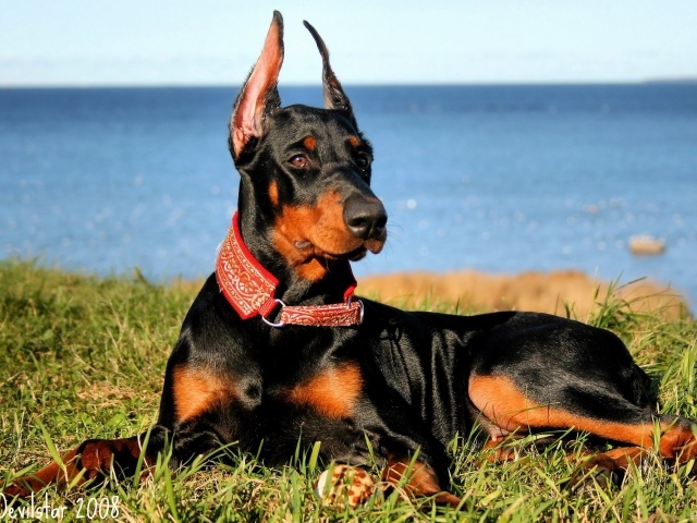 Доберман на побережье