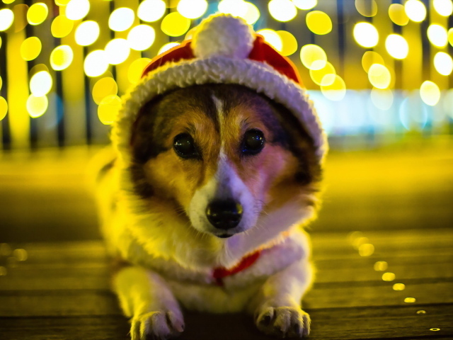 Собака Санта клаус