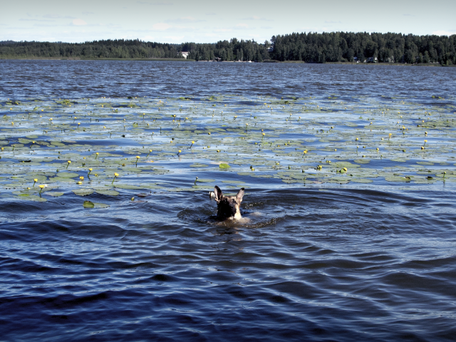 Собака плывет по озеру