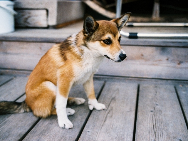 Порода собак норвежский лундехунд