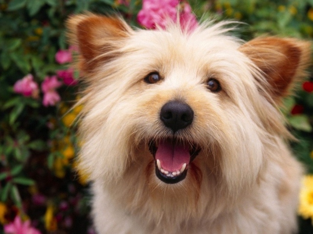 Собака выражает радость