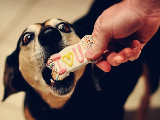 Собаке дают печенье