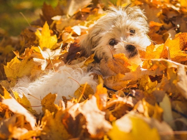 Собака в осенних листьях