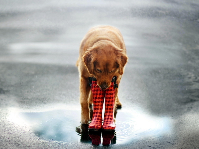 Собака в сапогах