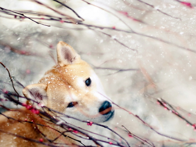 Собака зимой