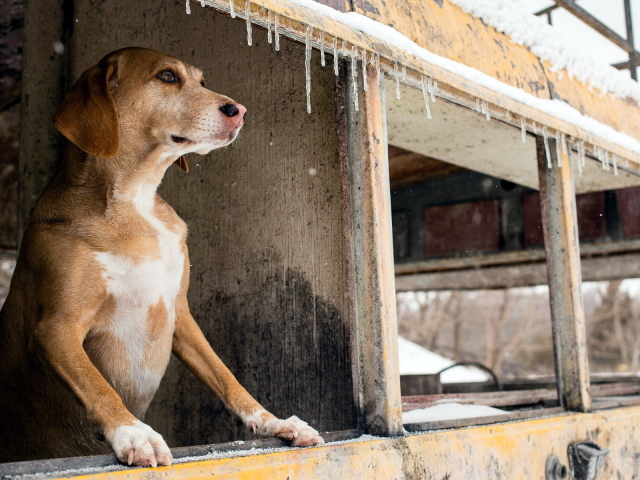 Собака смотрит в окно