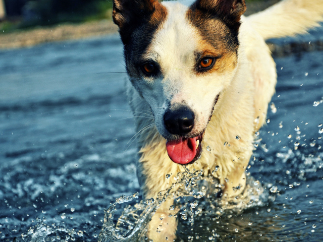 Собака бежит по воде