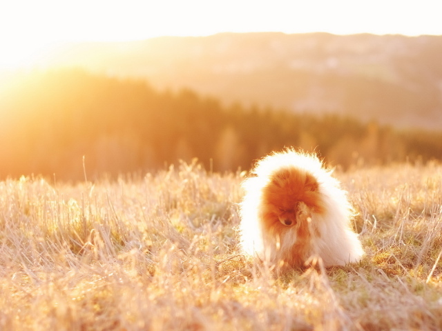 Собака под солнечным светом